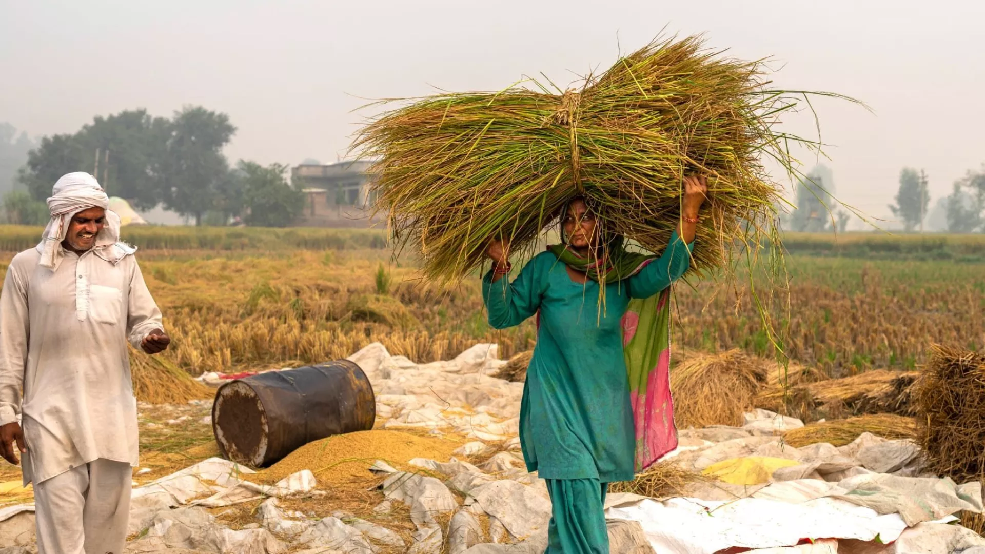 Rice stalks e1678146146241