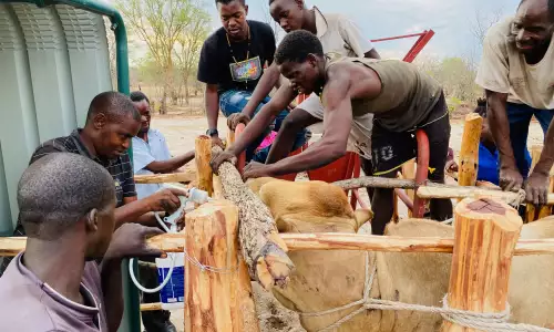 GIF supports Zambian non-profit improving the livelihoods of cattle farmers Image