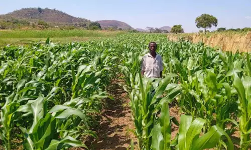 GIF invests in Deep Bed Farming in Malawi Image